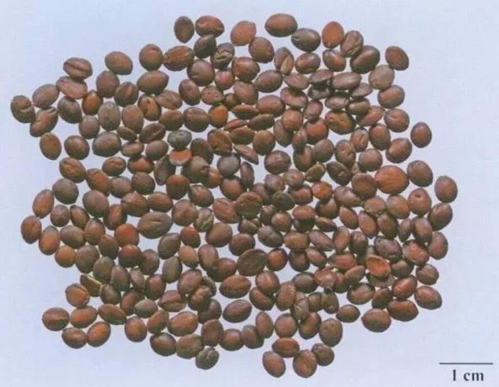 安神药：酸枣仁——养心安神方剂中最常用的一味药