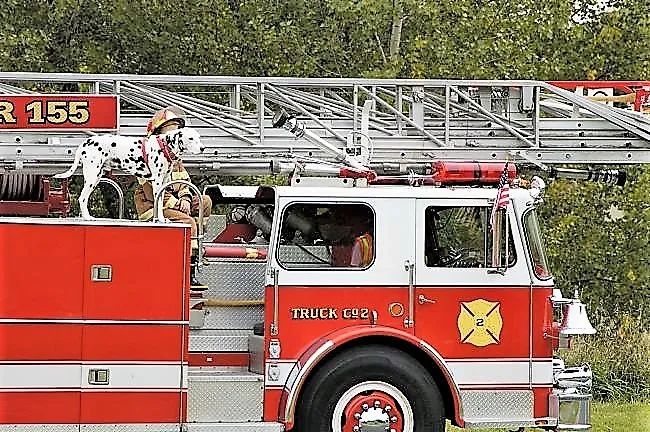 消防犬斑点狗技能,美国消防犬斑点狗