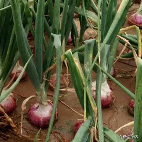 洋葱苗冻害是什么样,洋葱冻害症状图谱