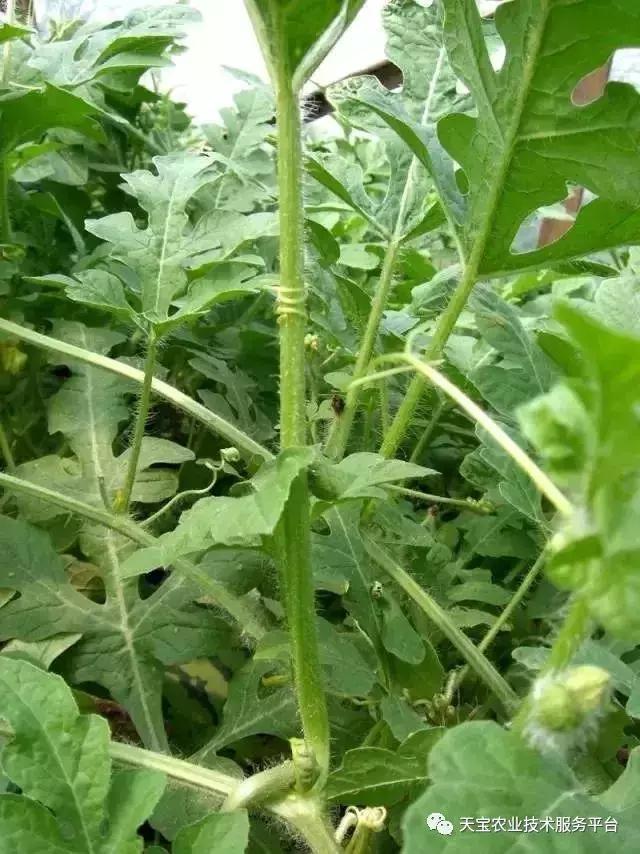 西瓜小叶病西瓜叶片卷曲原因,西瓜龙头皱缩什么原因