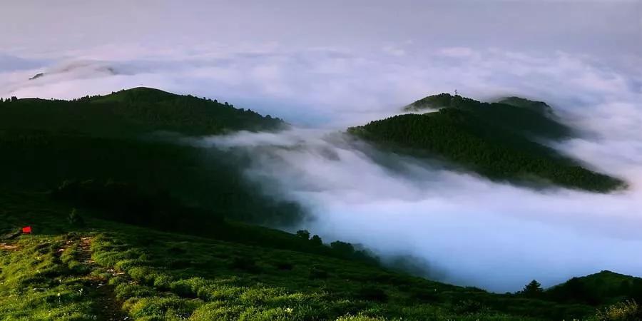 驼梁七月草原美，金莲妖娆入画里/郝贵云