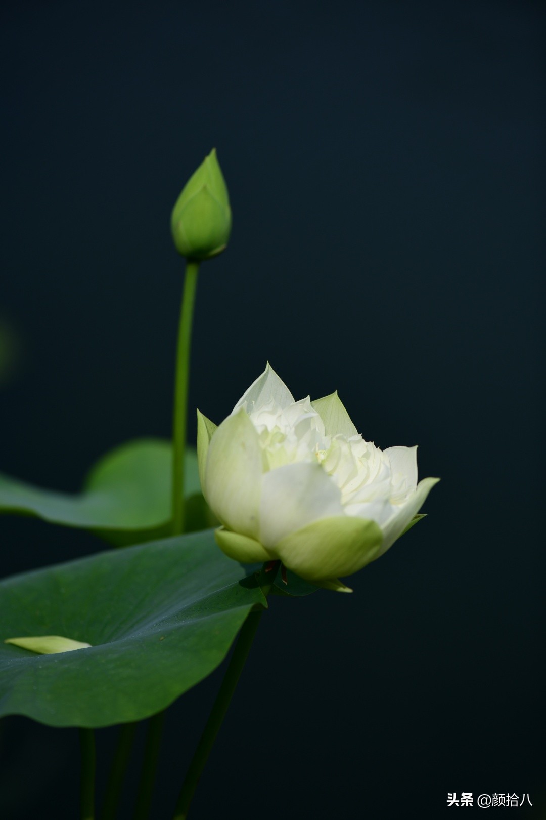 碗莲种藕生长到开花全过程,碗莲种植方法和时间图片