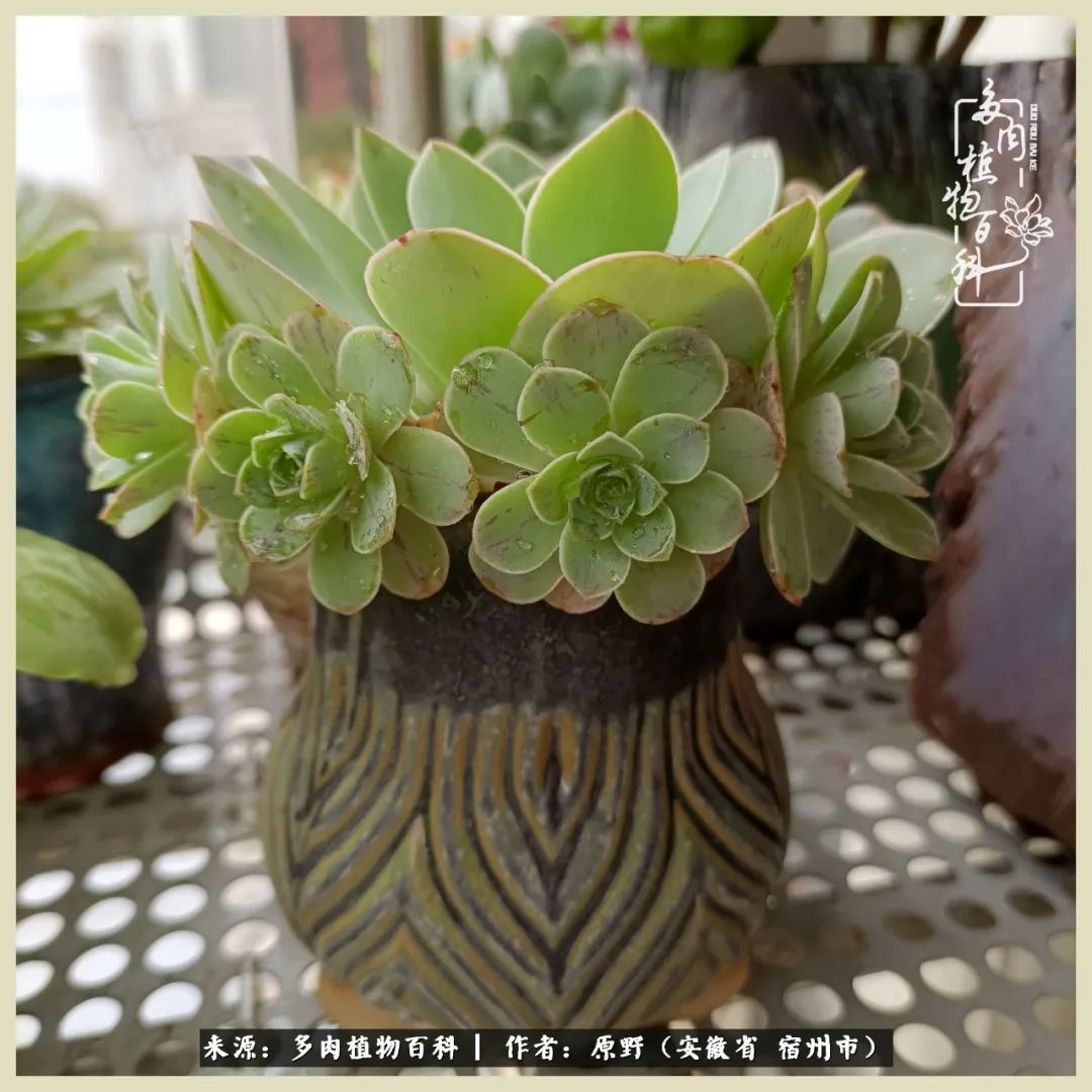 梅雨袭,酷暑至,多肉进入历劫季