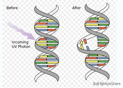 晒后美白修复精华,晒后如何快速修复你的肌肤