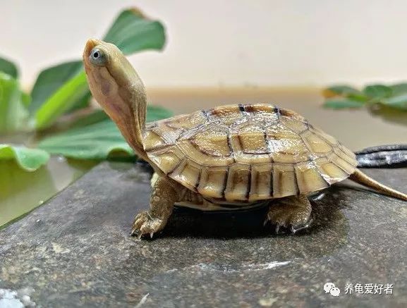 如何养好黄喉拟水龟,黄喉拟水龟的正确饲养方法