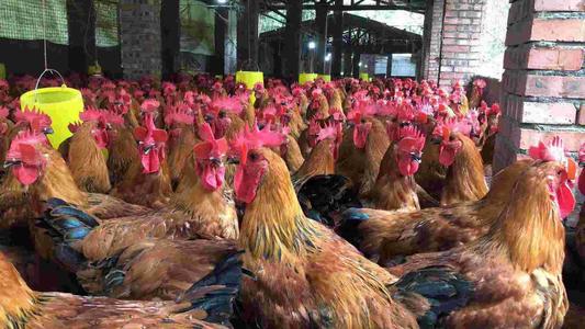 果园养鸡一年赚多少钱,养殖土鸡1天赚3亿钱