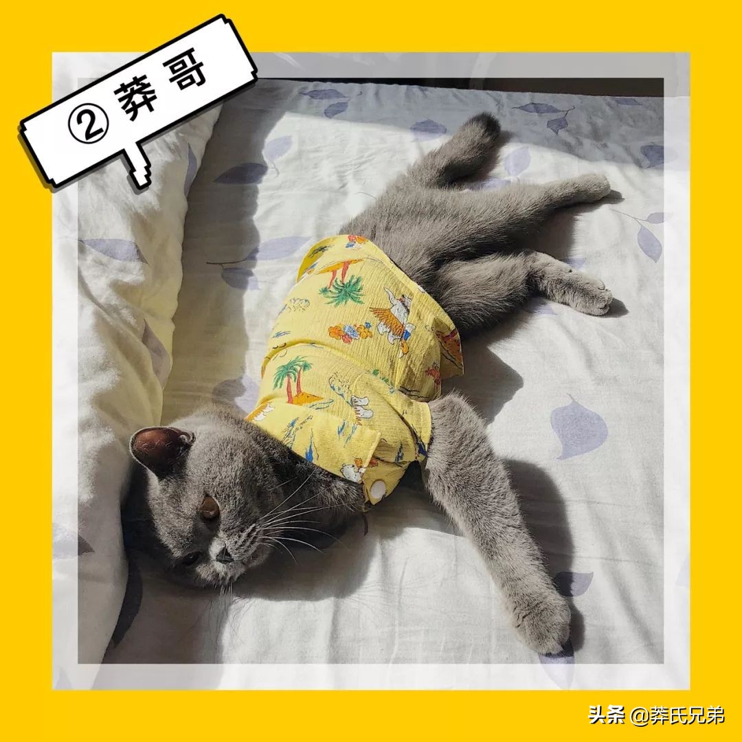 宠物秀场最新动态,亚宠展宠物时装秀人气火爆现场