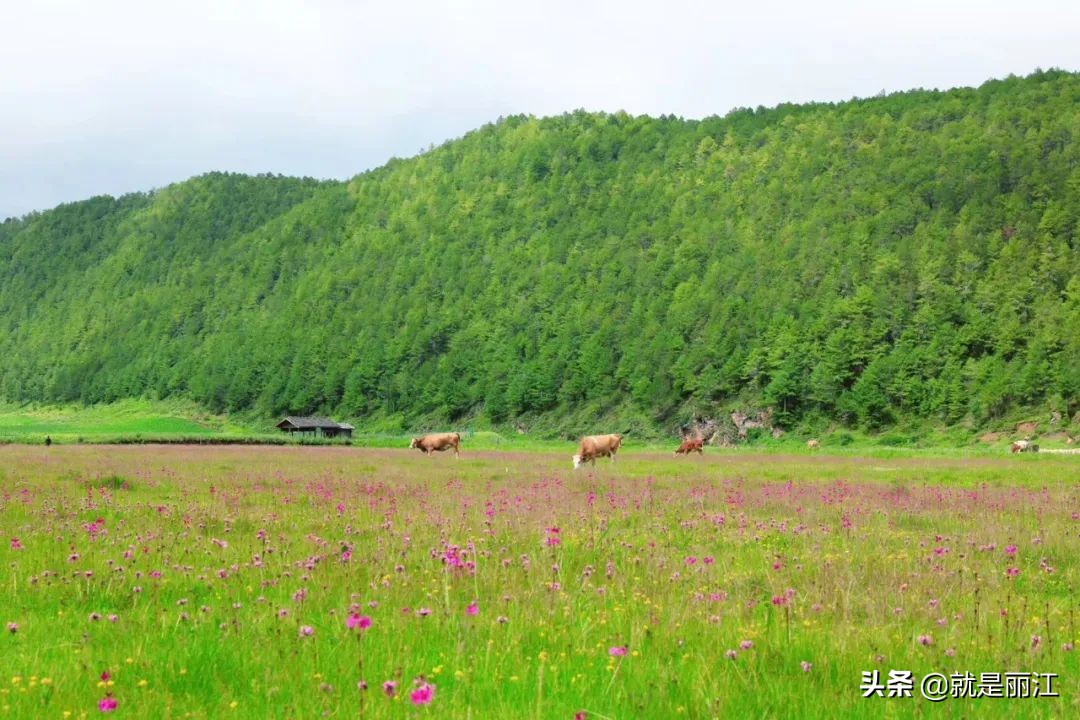 丽江是个怎样的地方,丽江是一个浪漫的城市