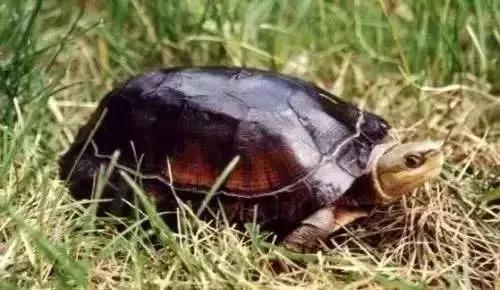 三线闭壳龟和潘氏闭壳龟区别,金头闭壳龟和三线闭壳龟同池