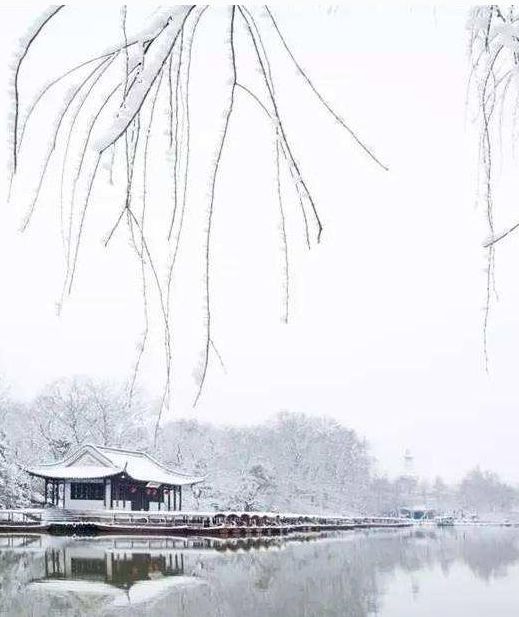 描写冬天柳树的优美句子,诗词赏析及知识普及