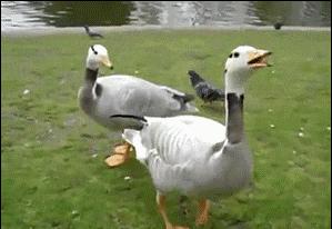 新闻联播背景为什么放那么多字,新闻联播中为什么要放那么多电视