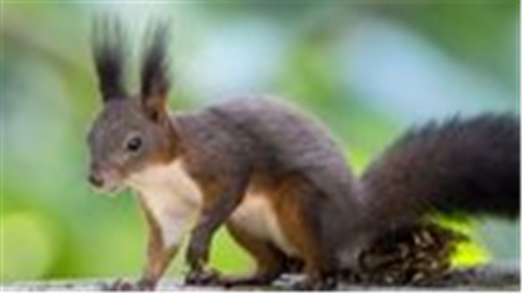 如何挑选一只亲人的魔王松鼠,新手养魔王松鼠好还是红腹松鼠