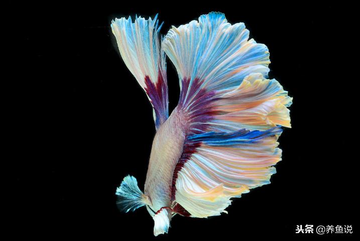 泰国斗鱼好还是孔雀鱼好 (泰国斗鱼和孔雀鱼区别)