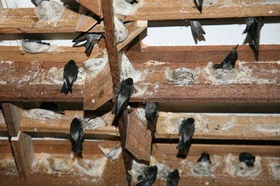 疏盏燕窝知识及鉴别,品牌干燕窝知识