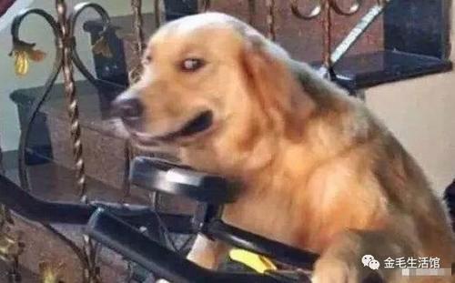 小金毛不会下楼爸爸亲自示范,两个半月的金毛不爱喝水怎么办