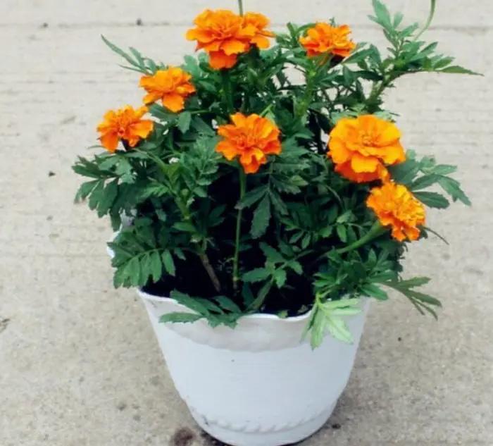 能有效驱蚊的植物,十种驱蚊最好的植物