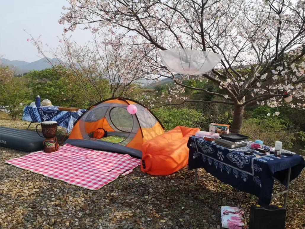 广东看樱花旅游景点推荐,广东樱花打卡景点