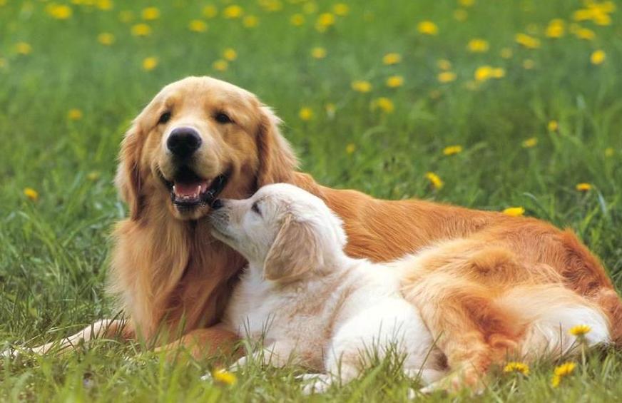 能看着而且很忠诚颜值高的四种狗,这6种狗高颜值性格好适合家里养