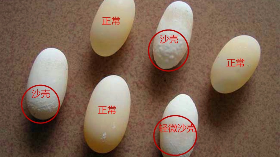 刚出壳的小乌龟卵黄袋怎么处理,乌龟产软壳蛋咋办