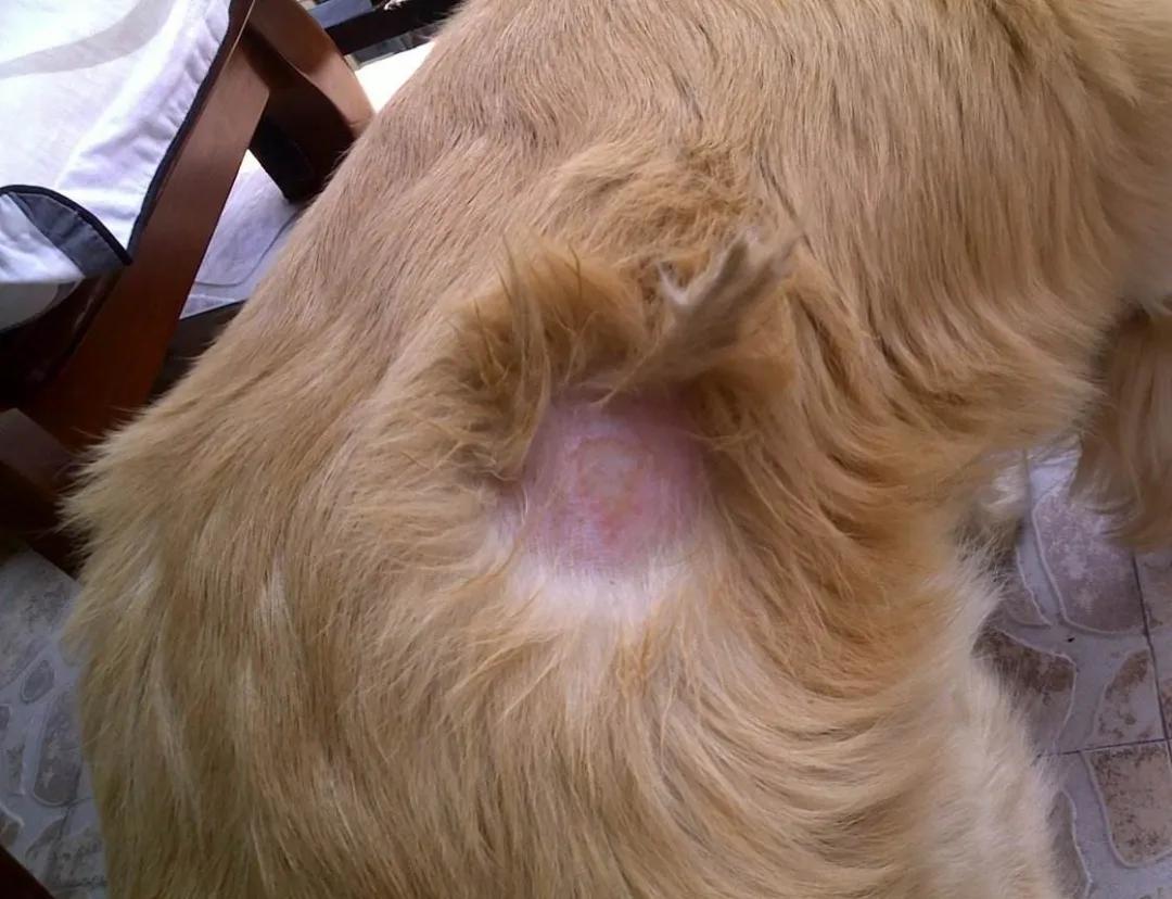 一觉醒来，家里的狗子秃顶了？！