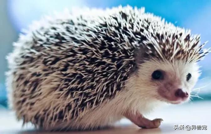 当宠物生病治疗费用太高,宠物生病治疗费有多昂贵