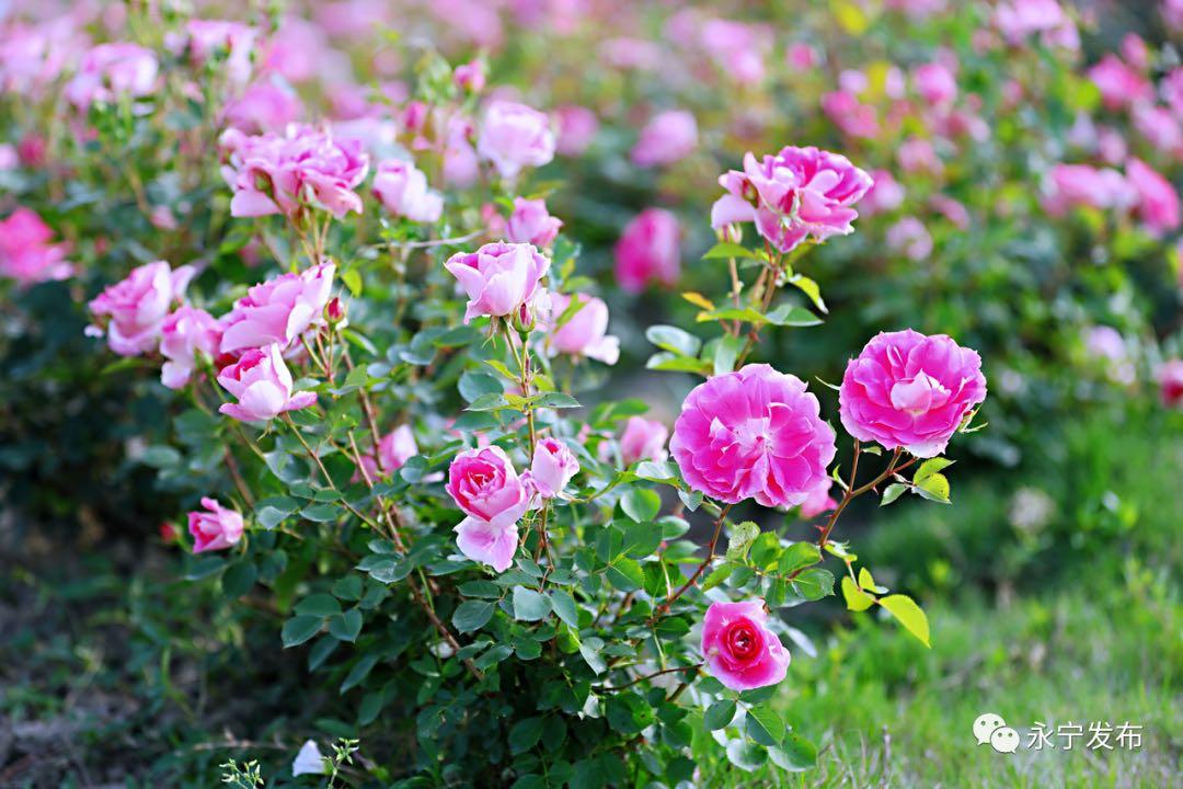 南京溧水千亩玫瑰,南京玫瑰园千亩花海迎来盛花期