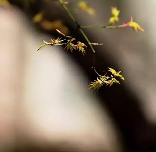 造型极美的盆景一起来欣赏,一组风吹出来的盆景欣赏动感十足