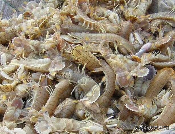 说说海鲜那些事，今日之虾爬子篇，读后让您会有更大收获