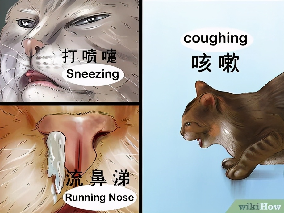 科普鼻炎小知识,慢性鼻炎鼻腔分泌物多