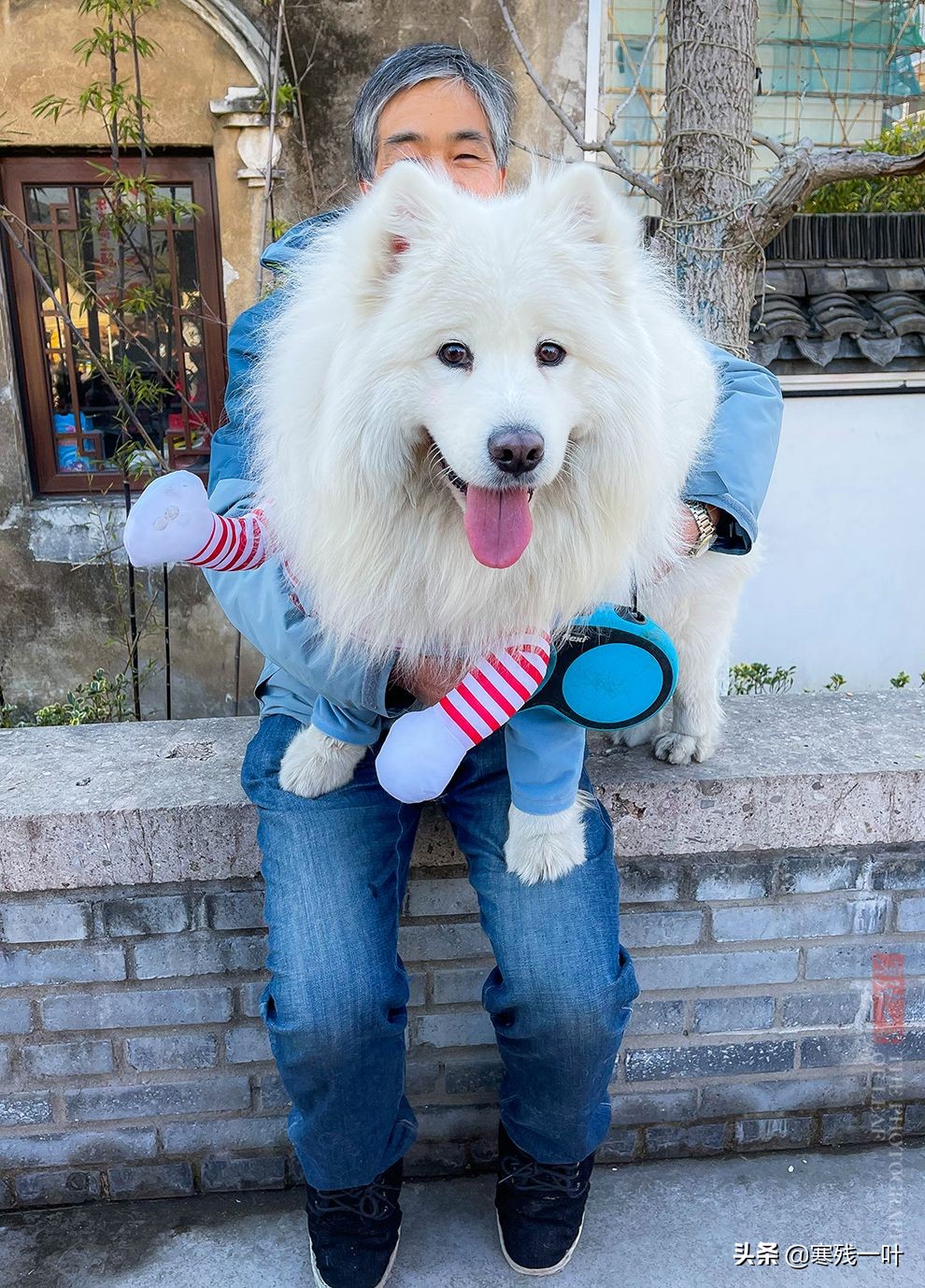 千年古镇的狗选美大赛,千年古镇一场狗狗大赛