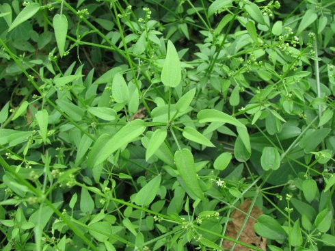 适合山东地区种植的珍稀树种,十种常见观赏草有哪些