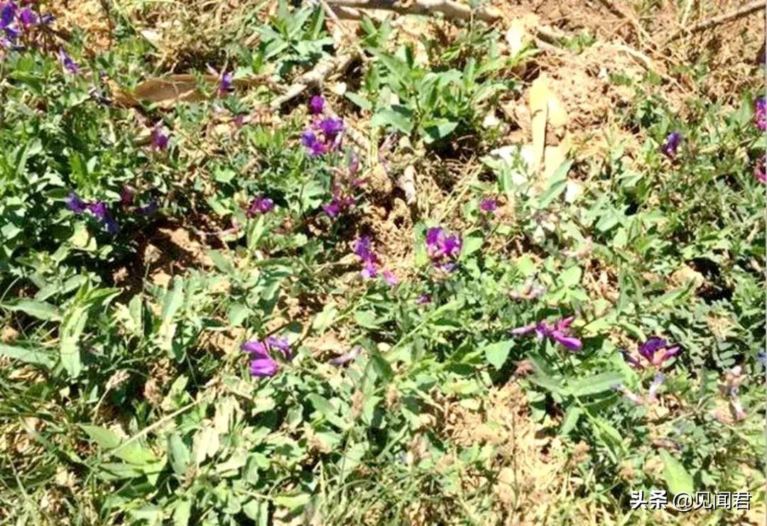 井陉三川九岭十八峪图片,三川九岭十八峪