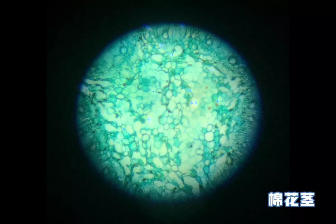 不务正业的显微镜,显微镜不务正业