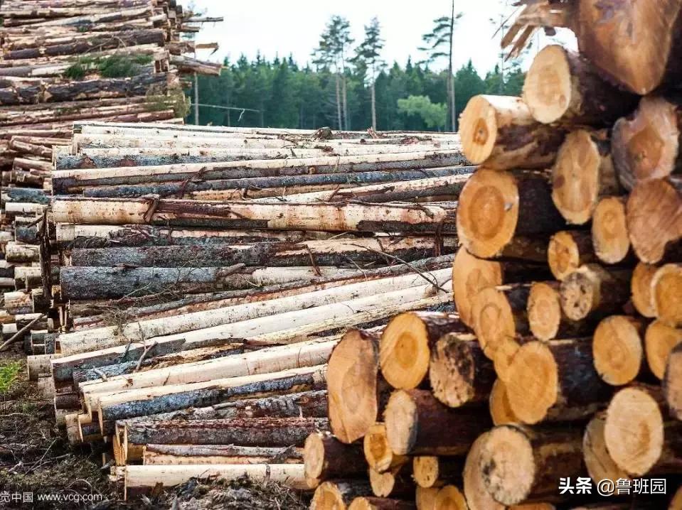 日本杉板制作全过程,烧杉板可以用哪些木材制作