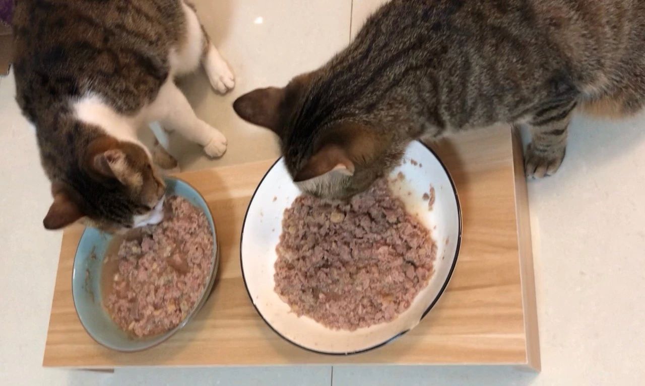 猫有牙周炎该怎么治疗,猫有牙龈炎怎么治疗