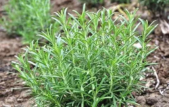 古力娜扎大额头妆容,古力娜扎万圣节