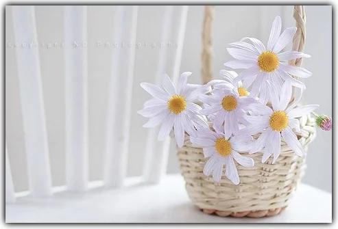 为他人开出一朵绚烂的花,为别人开一朵花80字