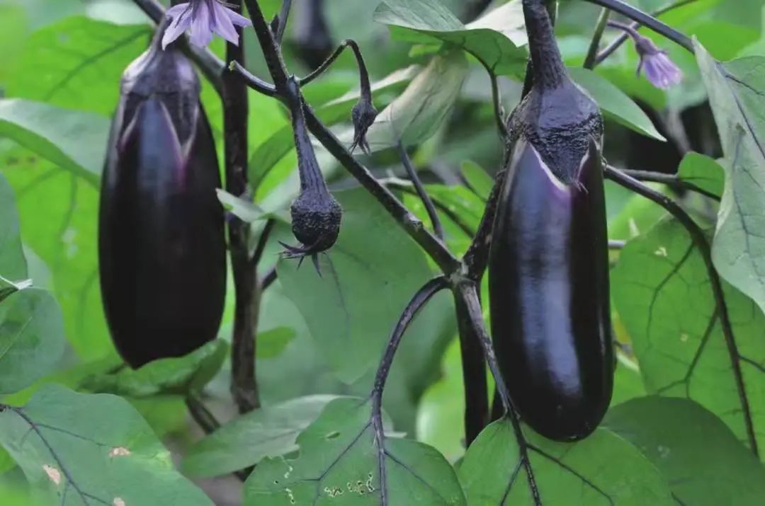 茄子最常见的病虫图片,茄子虫害最佳治疗方法