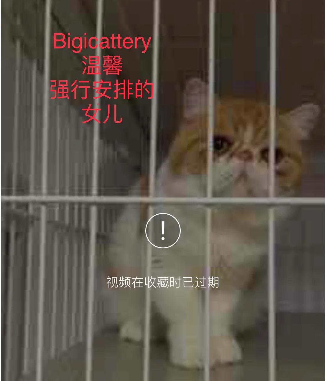 广州猫舍买英短猫,必读猫小屋家购猫流程
