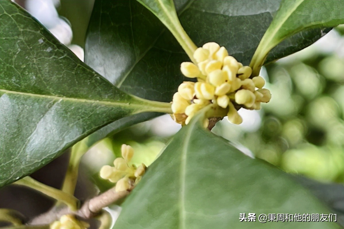 秉周和他的朋友们：八月花令同题诗歌