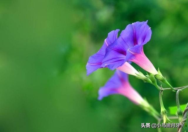 千字文作者周兴嗣简介,《千字文》全文注音版打印图片