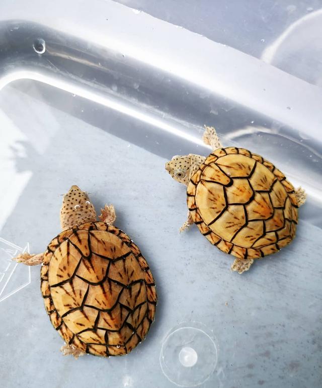 乌龟腐皮病及处理方法,乌龟腐皮腐甲多久上一次药