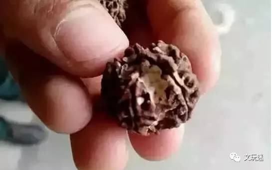 菩提手串长毛发霉有危害,菩提手串长虫子对我们有什么危害