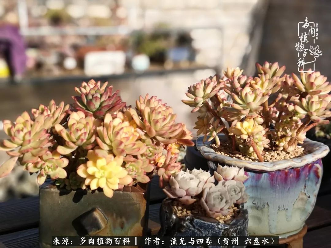 养多肉这几点新手必要知道,在养多肉的路上越走越远