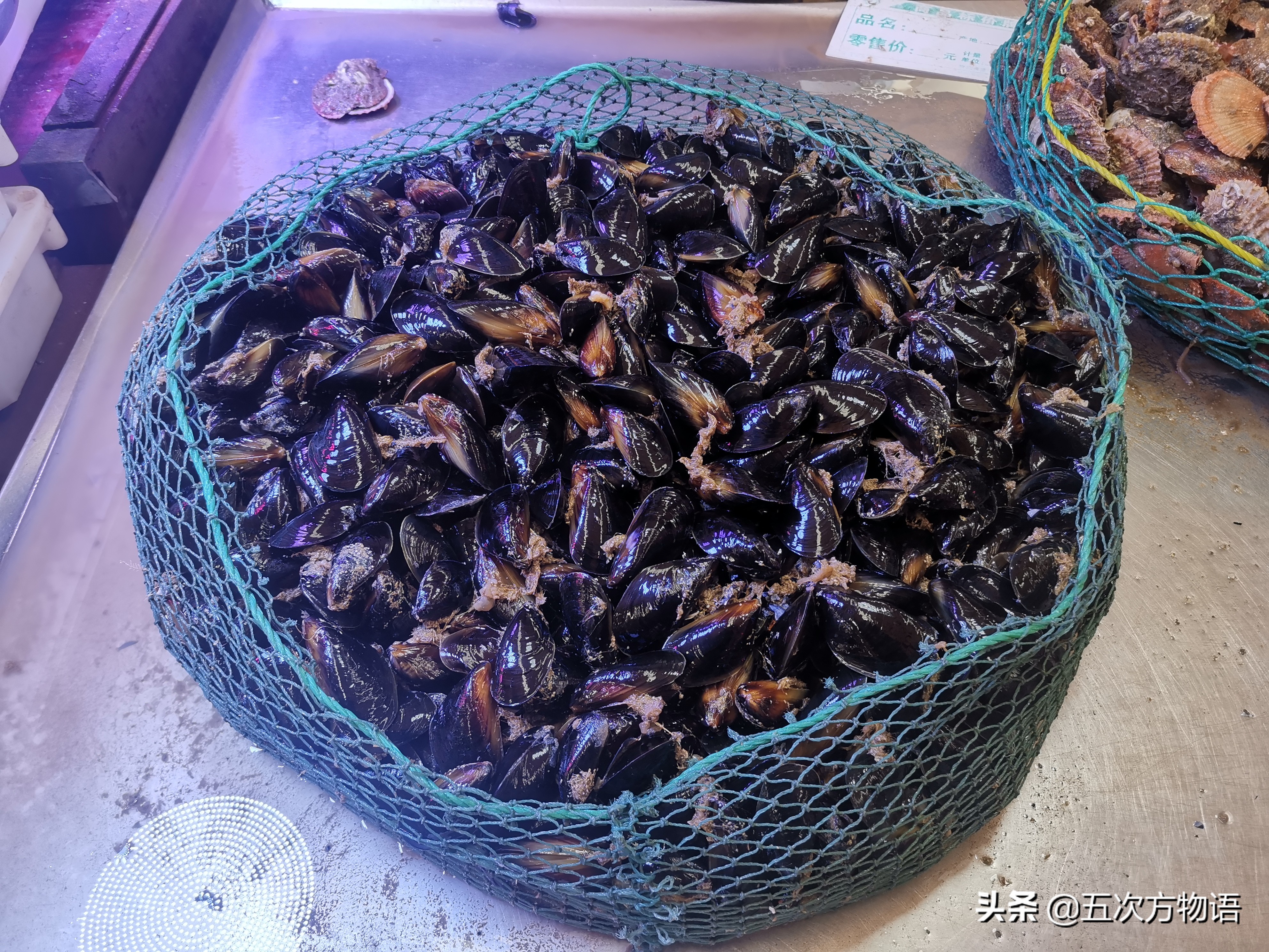 好吃的贝类品种大全,青岛贝类海鲜有哪些品种