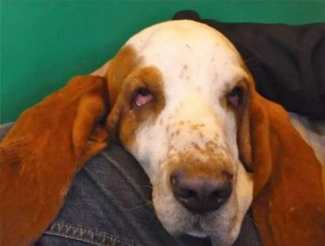 割双眼皮割反了,狗狗眼睑内翻手术