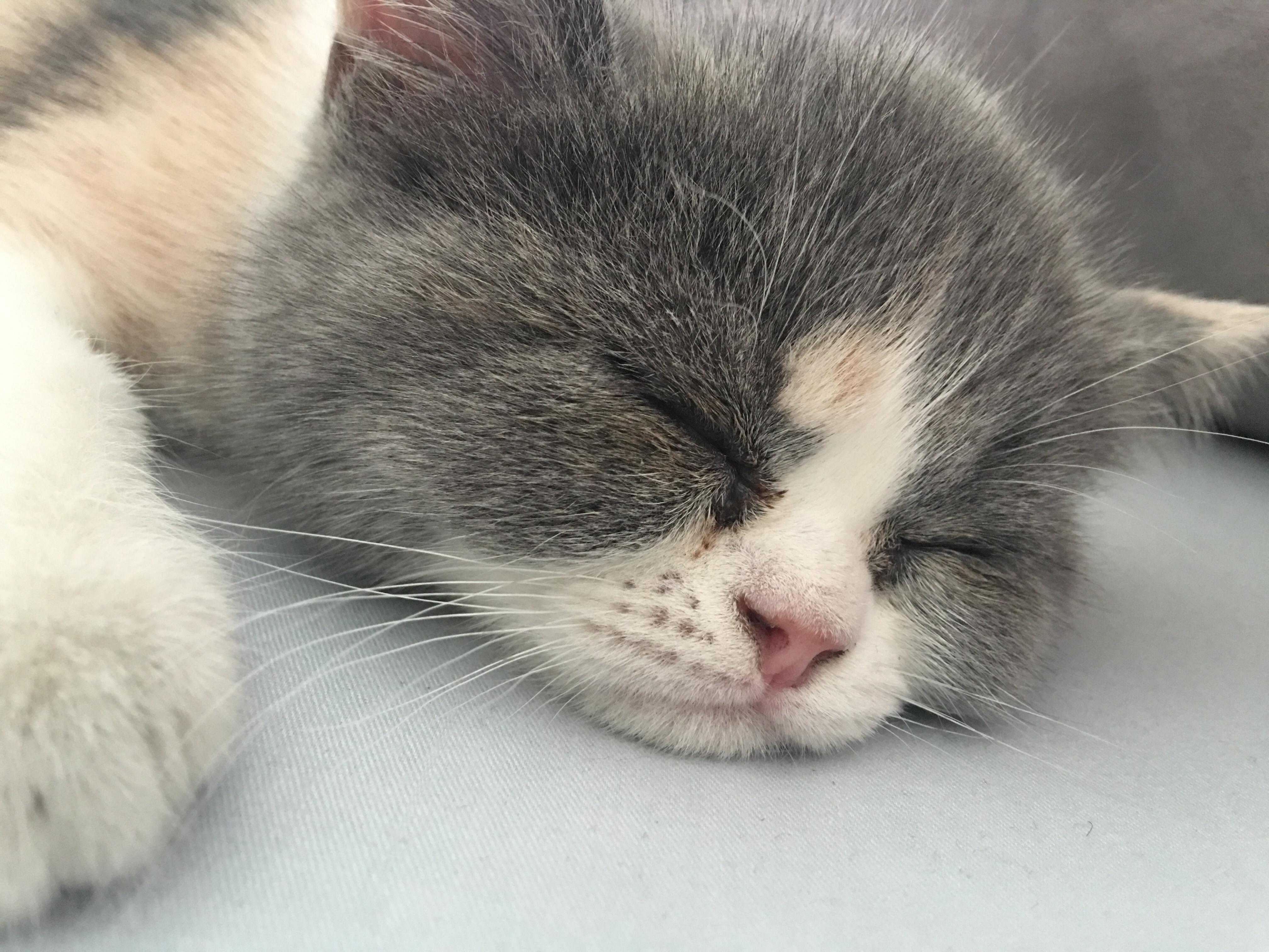 猫咪泪痕如何清洗美容,如何用妙招去除宠物泪痕