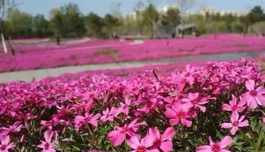 北京五环最美花海,附近免费景点踏青网红打卡地