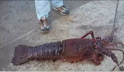 中国海鲜河鲜,市场河鲜海鲜种类大全