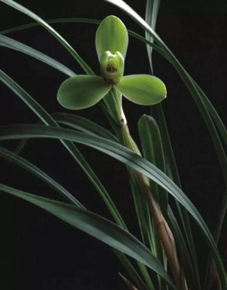 养兰新手用啥盆,最简单的养兰植料